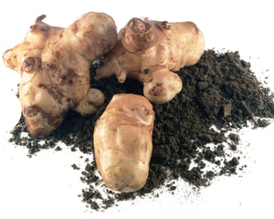 Jerusalem Artichoke - Stampede